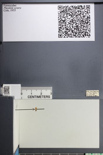 Media type: image;   Entomology 534624